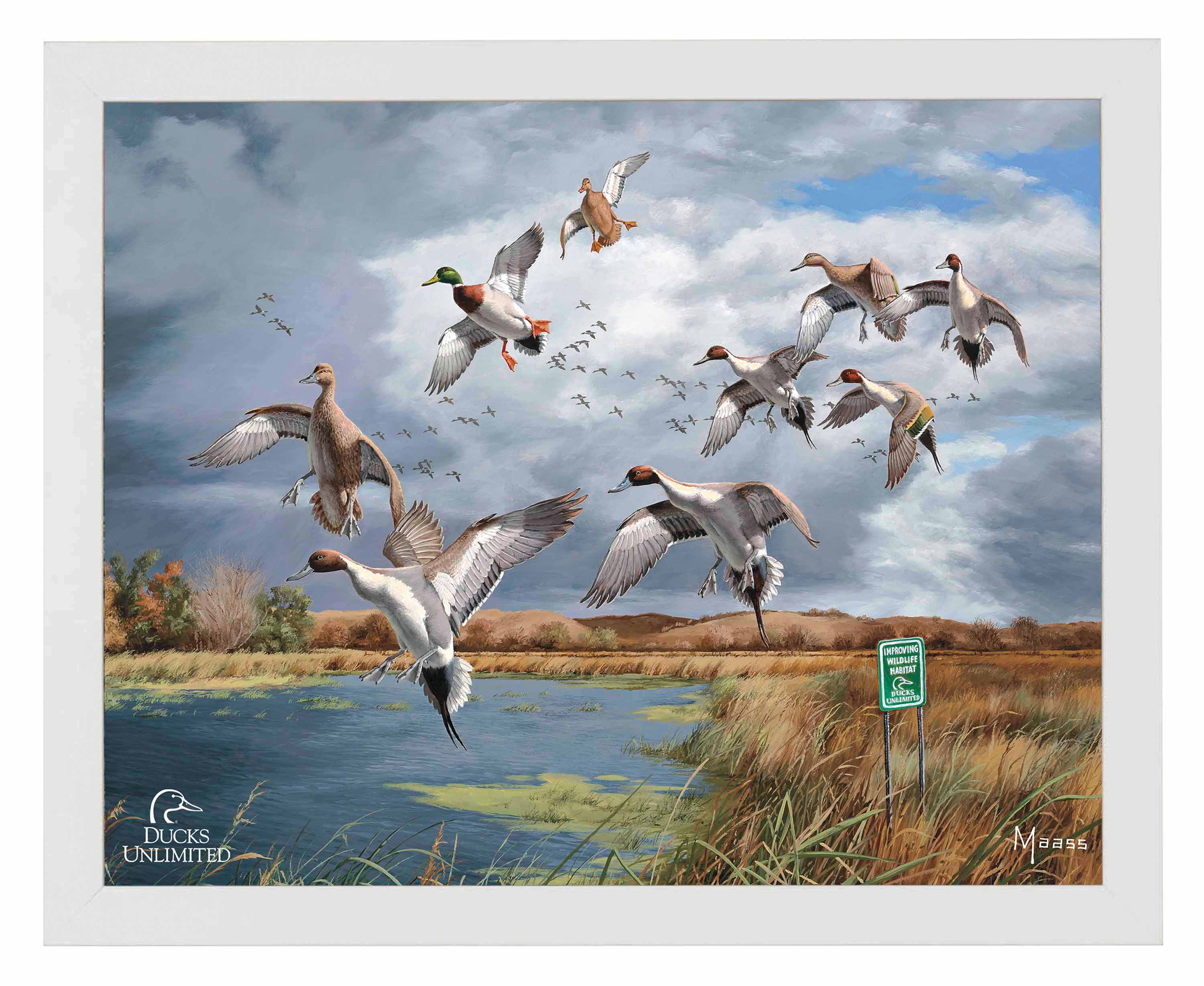 Image of Fruits of Your Labor Pintails and Mallards Art Prints - Official Ducks Unlimited Art