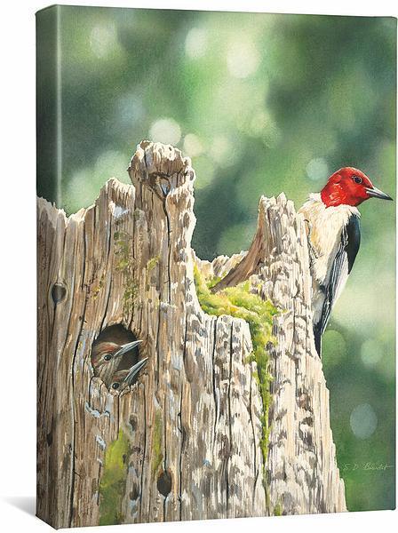 Image of Red—Headed Woodpecker & Family - 18" x 13" Gallery Wrapped Canvas
