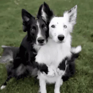 cute puppy