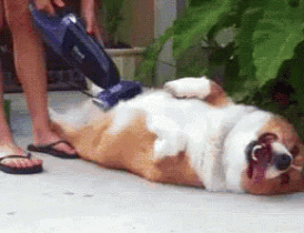 cute puppy
