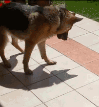 cute puppy