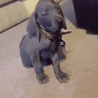 cute puppy