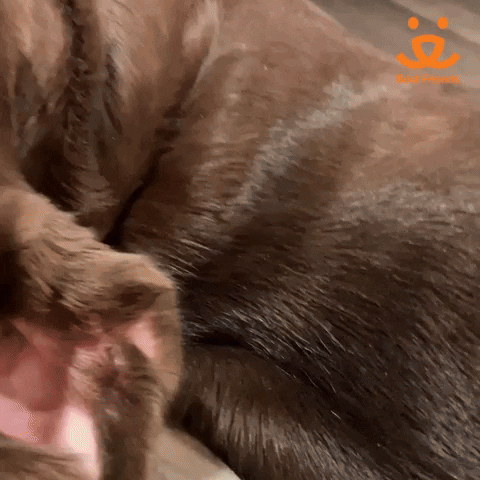 cute puppy