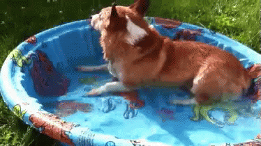 cute puppy