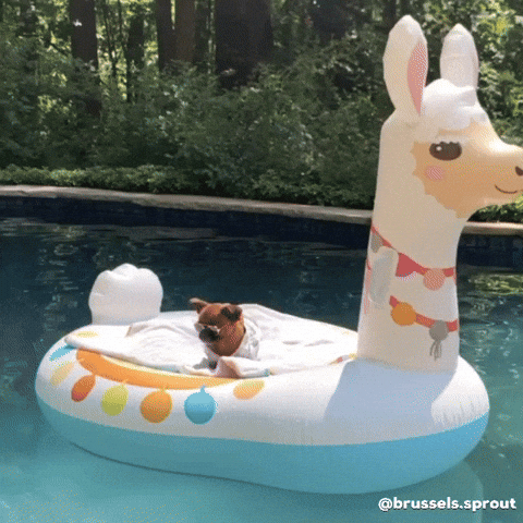 cute puppy