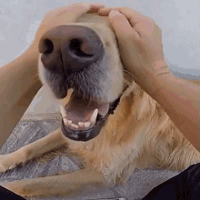 cute puppy