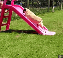 cute puppy