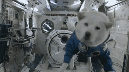cute puppy
