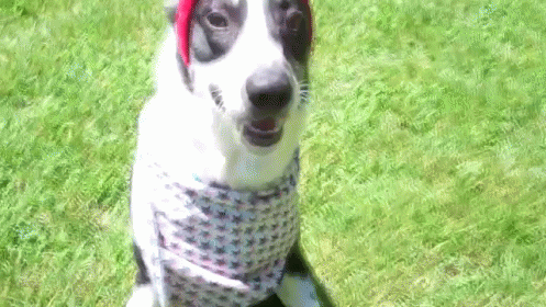 cute puppy