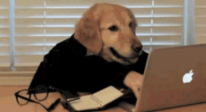 cute puppy