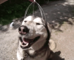 cute puppy