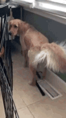 cute puppy