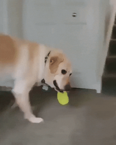 cute puppy