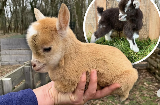Miniature Goats 
