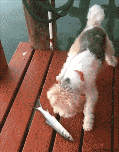 cute puppy