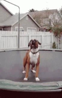 cute puppy