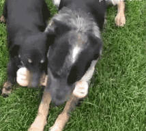 cute puppy