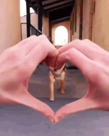 cute puppy