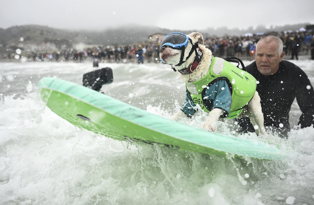 world dog surfing championships
