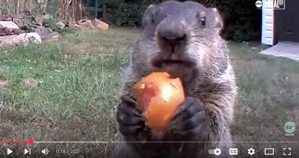 Chunk the groundhog