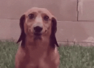 cute puppy