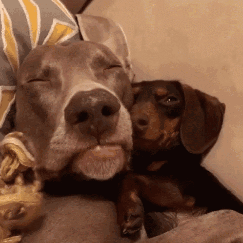 cute puppy