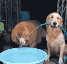 cute puppy