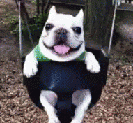 cute puppy