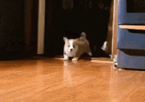 cute puppy