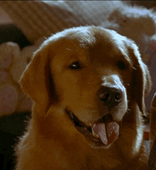 cute puppy