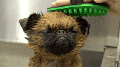 cute puppy