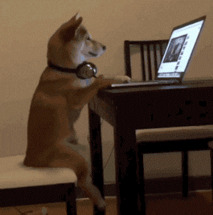 cute puppy