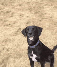 cute puppy