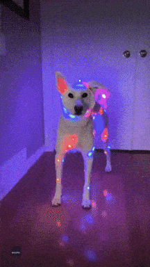 cute puppy