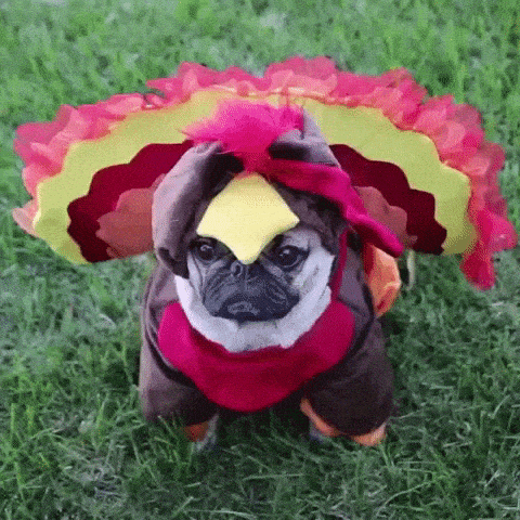 cute puppy