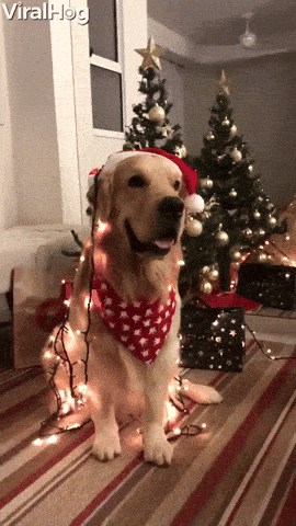cute puppy