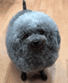 cute puppy