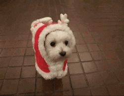 cute puppy