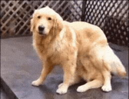 cute puppy