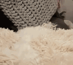 cute puppy