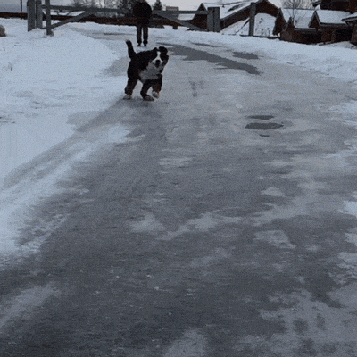 cute puppy