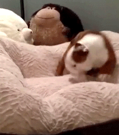 cute puppy