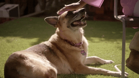 cute puppy