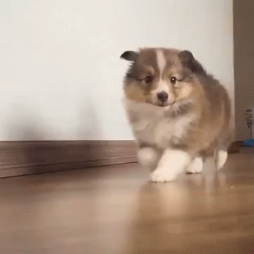 cute puppy