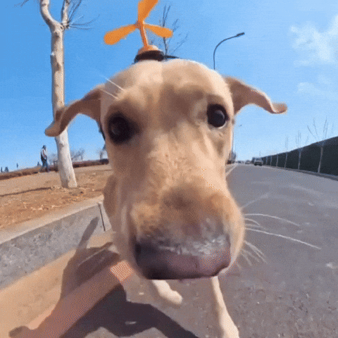 cute puppy