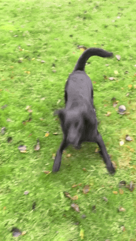 cute puppy