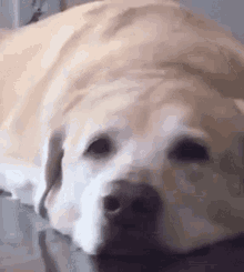 cute puppy
