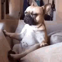 cute puppy