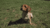 cute puppy