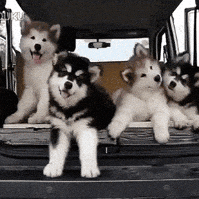 cute puppy